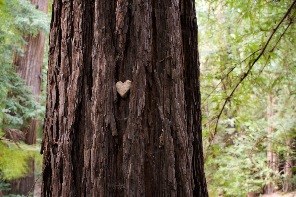 Heart_PfeifferBigSur_Blotto_8952