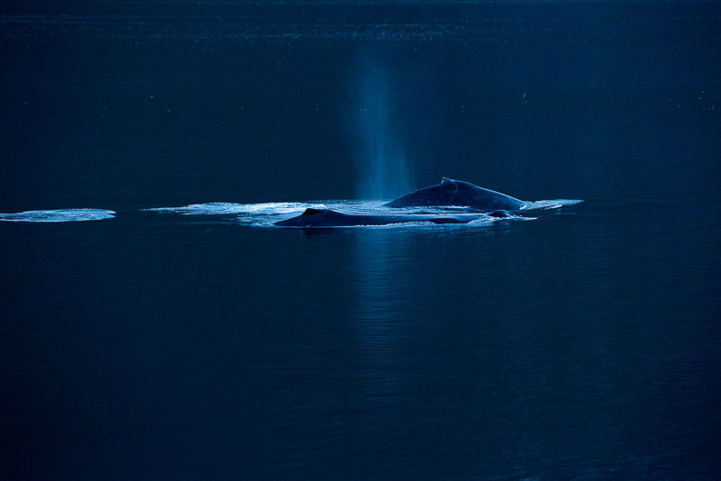 HumpbackWhales_Alaska2015_Blotto_4568